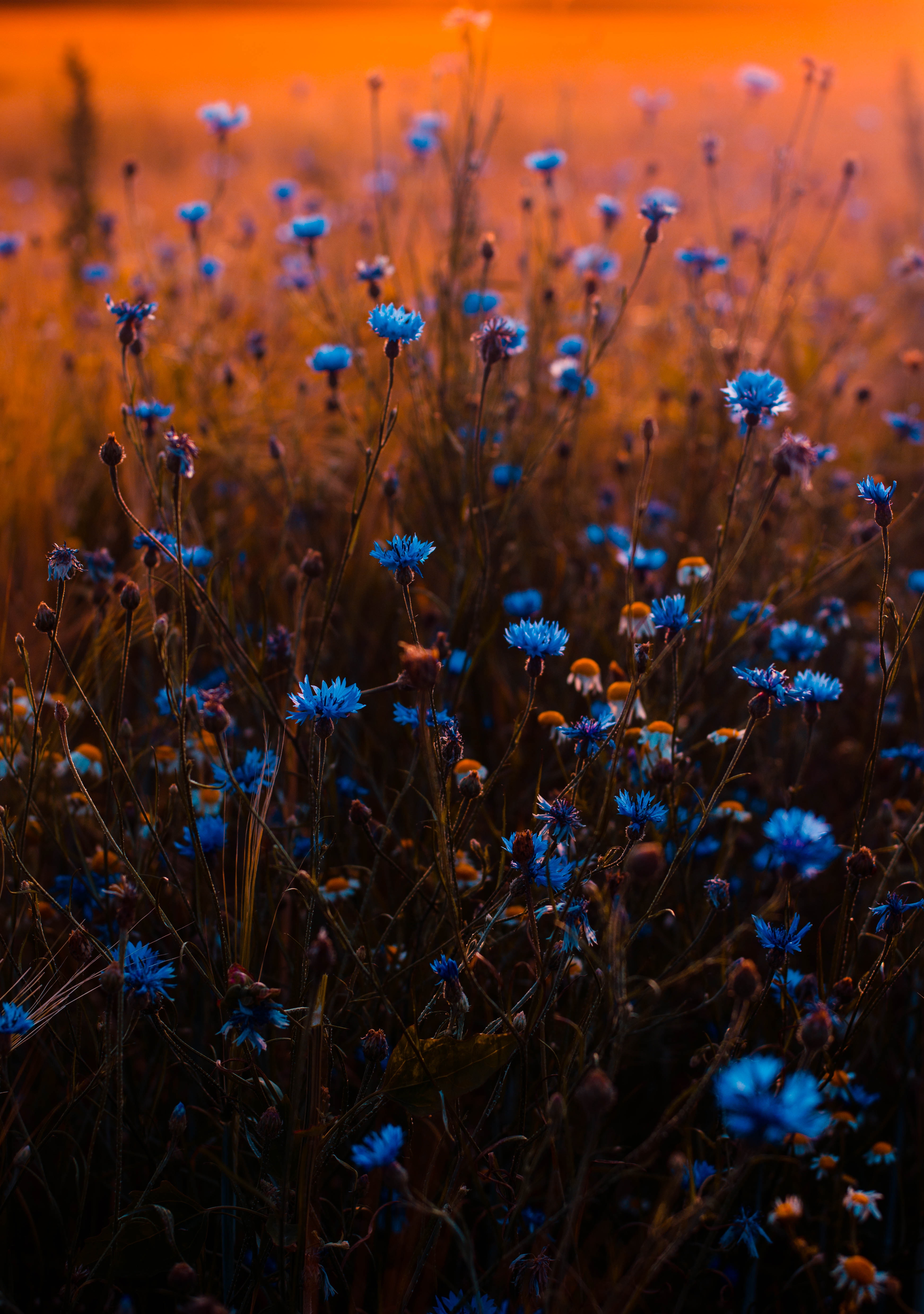 blue-flowers-blur-buds-673857